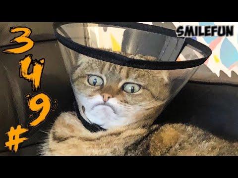 КОТЫ 2020 ПРИКОЛЫ с котами и кошками 2020 Смешные Коты Funny Cats