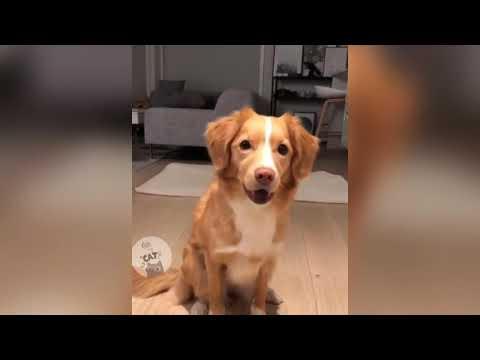 Приколы с котами,собаками и другими животными #38 Jokes with cats, dogs and other animals