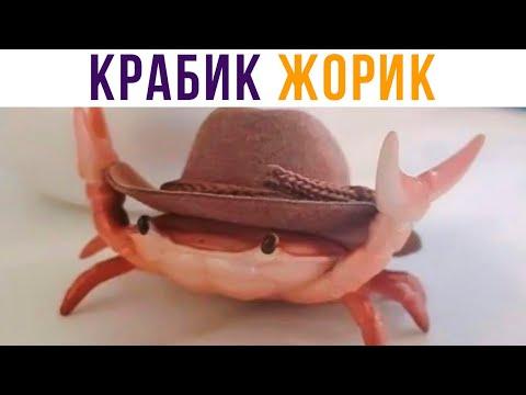 ЗНАКОМЬТЕСЬ, ЖОРИК))) Приколы | Мемозг #544