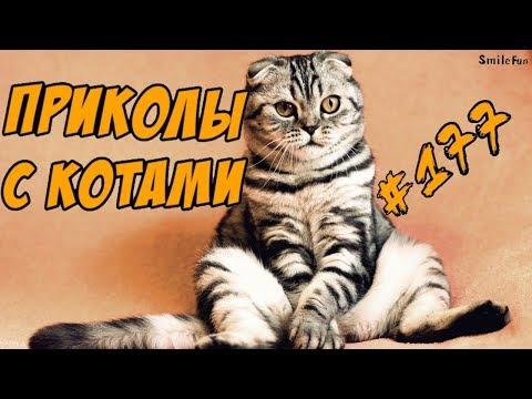 Приколы с котами РЖАЛ ПОЛ ЧАСА Смешные кошки и коты 2018