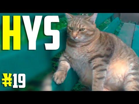 ЛУЧШИЕ ПРИКОЛЫ HYS (ВЫПУСК 19)