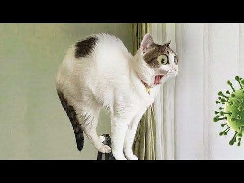 Я РЖАЛ ПОЛЧАСА / ПРИКОЛЫ С КОТАМИ И ДРУГИМИ ЖИВОТНЫМИ