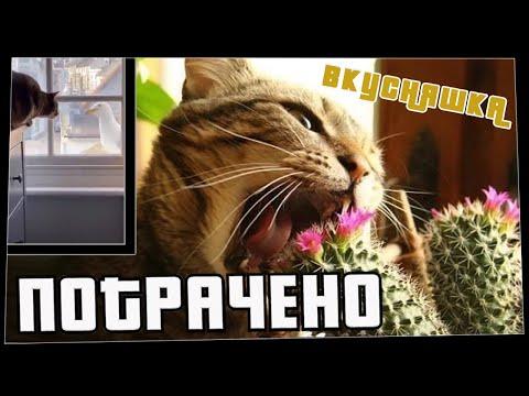 ПОТРАЧЕНО. Вкусняшка. Лучшие приколы 2020, смешные видео и фейлы