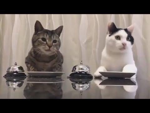 СПОРИМ ТЫ ЗАСМЕЕШЬСЯ!ПРИКОЛЫ|РЖАКА|CUBE