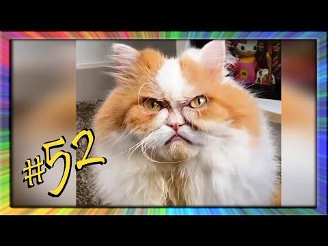 ПРИКОЛЫ С ЖИВОТНЫМИ 