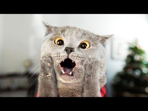 ТЕСТ НА ПСИХИКУ 2018 ПОПРОБУЙ НЕ ЗАСМЕЯТЬСЯ! ЛУЧШИЕ ПРИКОЛЫ 2018