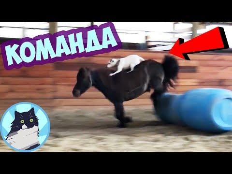 КОМАНДА 