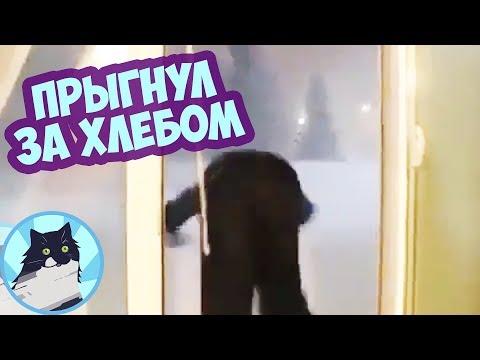 ПРЫГНУЛ ЗА ХЛЕБОМ 