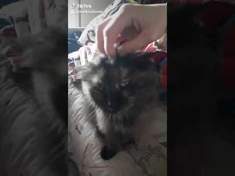 Кошка балдеет