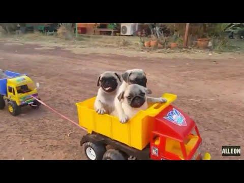 Приколы с котами,собаками и другими животными #34 Jokes with cats, dogs and other animals