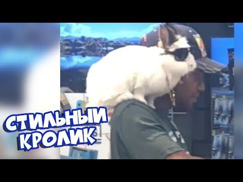 СТИЛЬНЫЙ КРОЛИК | Лучшие Приколы [BugagaTV]