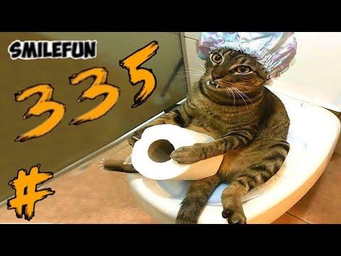 КОШКИ 2020 Смешные Коты Приколы С Кошками и Котами Funny Cats