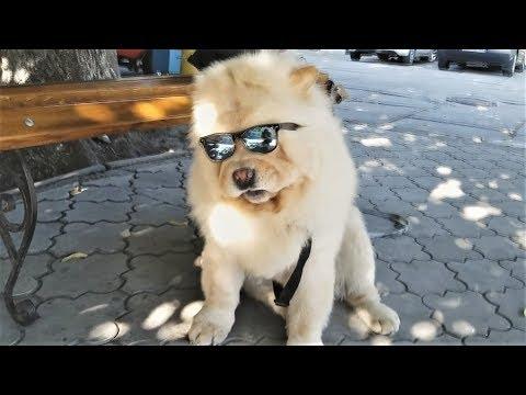 ЛУЧШИЕ ПРИКОЛЫ НОЯБРЬ 2017 | Смешные животные в очках | Чумовая Подборка Приколов про животных