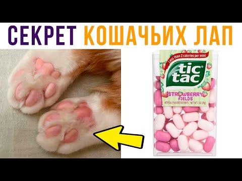 Секрет кошачьих подушечек раскрыт!) Приколы с котами | Мемозг 610