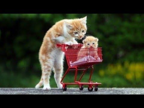СМЕШНЫЕ КОТЫ ДО СЛЕЗ - Смешные животные коты собаки и другие приколы про кошек 2018