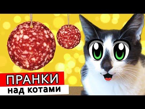 ПРАНКИ НАД КОТАМИ! КОТ МАЛЫШ И КОШКА МУРКА РАЗЫГРАНЫ! НОВЫЕ ПРИКОЛЫ! 4 СМЕШНЫХ ПРАНКА НАД ДРУЗЬЯМИ