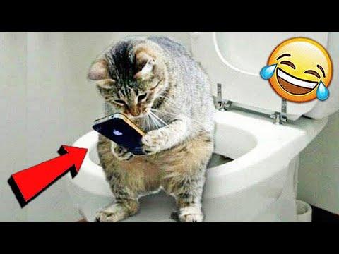 СМЕШНЫЕ ЖИВОТНЫЕ 2021 / ПРИКОЛЫ КОТЫ СОБАКИ, ЛУЧШИЕ ПРИКОЛЫ с Кошками и Собаками Funny Cats