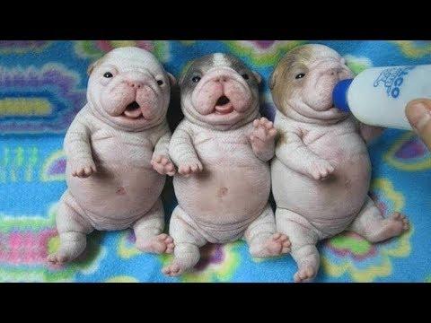 Смешные собаки (funny dogs) Приколы с собаками и котами 2018 - МатроскинТВ