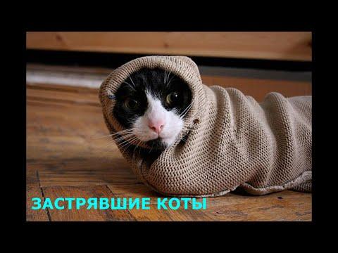 Коты застряли, приколы с котами, которые застряли в самых неподходящих местах 2020