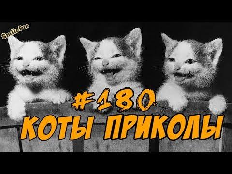 Приколы с Котами 2018 - Смешные коты и кошки 2018 - ТЕСТ НА ПСИХИКУ