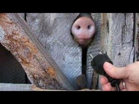 ТЕСТ НА ПСИХИКУ | ПОПРОБУЙ НЕ ЗАСМЕЯТЬСЯ ЧЕЛЛЕНДЖ #10 | ПРИКОЛЫ И ФЕЙЛЫ АПРЕЛЬ 2021