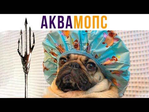 АкваМОПС))) Приколы с собаками | Мемозг 630