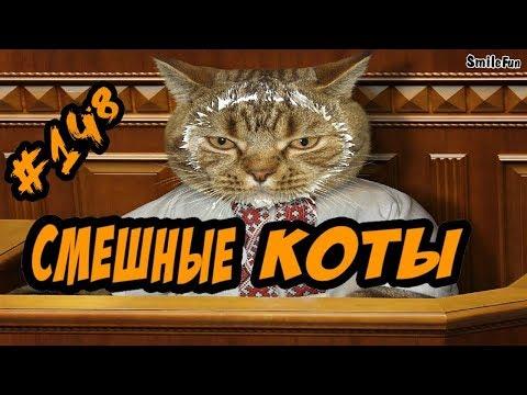 Приколы с Котами   ДО СЛЁЗ   Смешные Кошки и Коты 2018