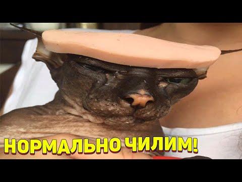 ЗАСМЕЯЛСЯ - ПОДПИСАЛСЯ!! ЛУЧШИЕ ПРИКОЛЫ 2021ТЕСТ НА ПСИХИКУ УГАР! #332