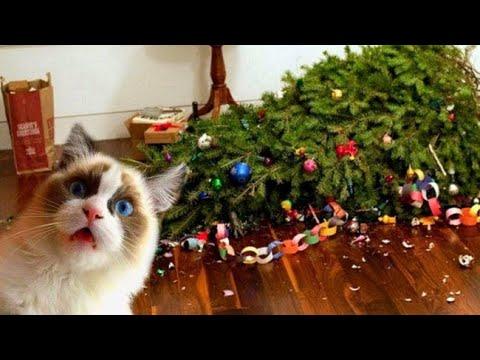 ТОП ПРИКОЛЫ ПРО ЖИВОТНЫХ 2021! КОТЫ СОБАКИ И ПРОЧИЕ // СМЕШНЫЕ ЖИВОТНЫЕ / новые приколы января 2021