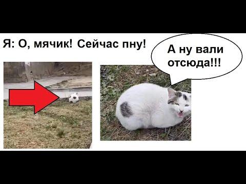 Лютые приколы. Кот Криштиану Роналду