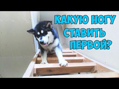 Угарные ПРИКОЛЫ С ЖИВОТНЫМИ подборка с озвучкой Смешные Видео Приколы про Животных 2018