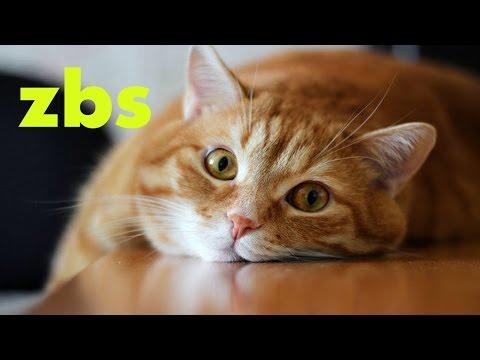 Веселые Кошки Сборник Best Coub [Nastroenie zbs] (Лучшие COUB Приколы)