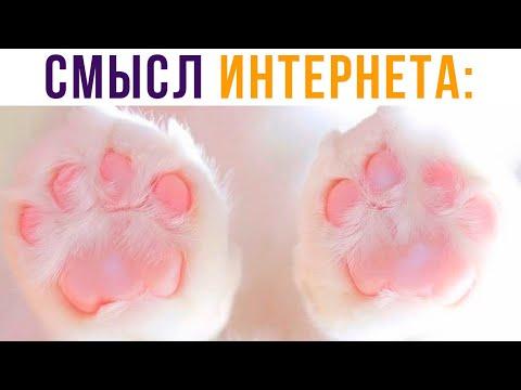 Смысл интернета) Приколы с котами | Мемозг 625