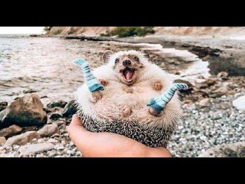 Я РЖАЛ ДО СЛЕЗ // ПРИКОЛЫ С ЖИВОТНЫМИ // МИЛЫЕ ЖИВОТНЫЕ / смешные животные 2020