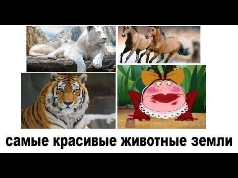 Лютые приколы. Гусеница - железный человек. Сжигаем ЕГЭ !!!