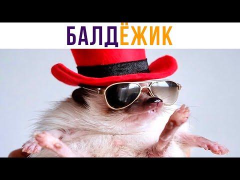 Ёжик-Балдёжик) Приколы | Мемозг 609