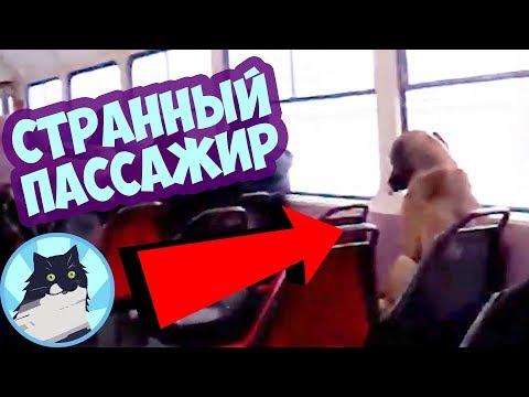 СТРАННЫЙ ПАССАЖИР 