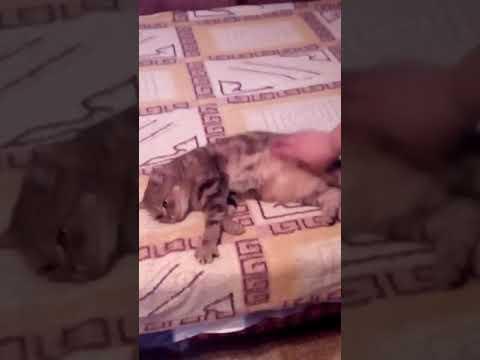 Приколы с Котами - Смешные коты и кошки 2018 | ТЕСТ НА ПСИХИКУ, ПРОБУЙ НЕ СМЕЯТЬСЯ!