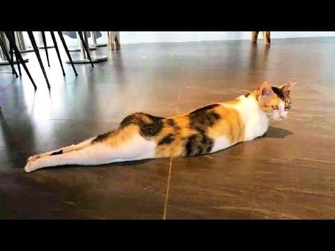 СМЕШНЫЕ КОШКИ 2021 И ДРУГИЕ ЖИВОТНЫЕ/ 10 МИНУТ СМЕХА/СМЕШНЫЕ ЖИВОТНЫЕ 2021/ЛУЧШИЕ ПРИКОЛЫ С КОТАМИ
