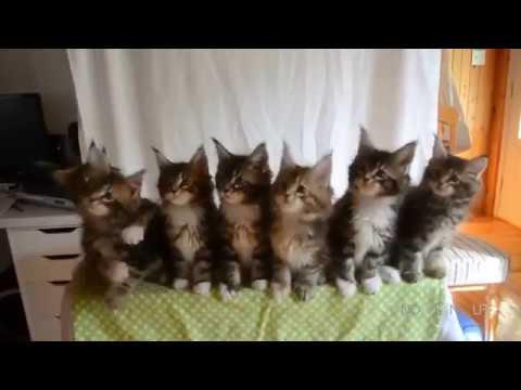 Приколы с котами !Смотреть обязательно!