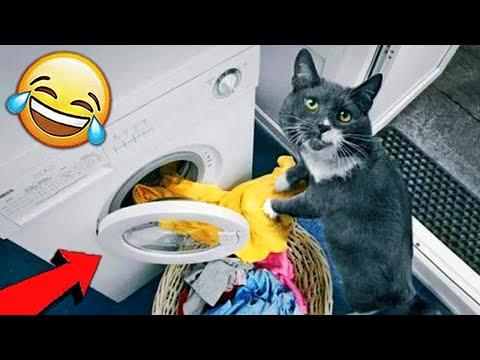 СМЕШНЫЕ ЖИВОТНЫЕ 2021 / ПРИКОЛЫ КОТЫ СОБАКИ, ЛУЧШИЕ ПРИКОЛЫ с Кошками и Собаками Funny Cats