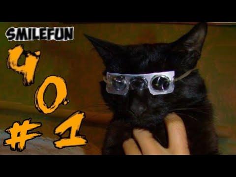 КОТЫ 2021 СМЕШНЫЕ КОШКИ 2021 КОШКИ ПРИКОЛЫ С КОТАМИ И КОШКАМИ Funny Cats
