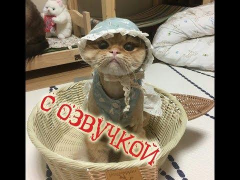 Приколы с котами – Смешная озвучка животных – Я РЖАЛ ПОЛЧАСА вместе с PSO