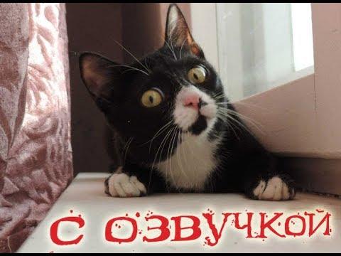 Приколы с котами - Смешная озвучка животных – САМОЕ СМЕШНОЕ ВИДЕО В МИРЕ ПРО КОТОВ