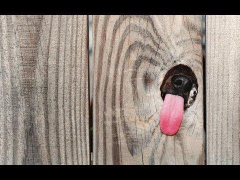Я РЖАЛ ПОЛЧАСА. Смешные Коты и Собаки. ПРИКОЛЫ С ЖИВОТНЫМИ. Cute Cats #107