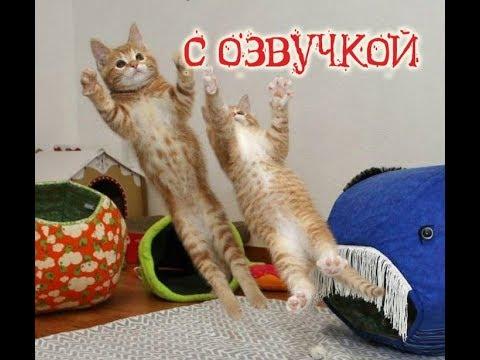 Приколы про котов от PSO и СМЕШНАЯ ОЗВУЧКА – смешные кошки 2018