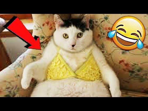 СМЕШНЫЕ ЖИВОТНЫЕ 2021 / ПРИКОЛЫ КОТЫ СОБАКИ, ЛУЧШИЕ ПРИКОЛЫ с Кошками и Собаками Funny Cats