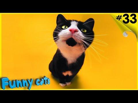 Смешные коты и кошки 2016 Приколы с котами и кошками 2016