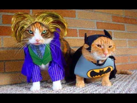 СМЕШНЫЕ КОТЫ И КОШКИ 2017 ПРИКОЛЫ С КОТАМИ И КОШКАМИ 2017 FUNNY CATS THE BEST 2017 #5