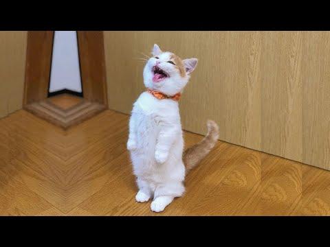 ПРИКОЛЫ С ЖИВОТНЫМИ ДО СЛЕЗ / Смешные КОТЫ 2021 / Приколы с КОТАМИ / Funny ANIMALS video #27